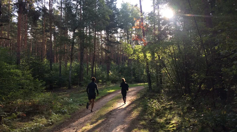 Two runners on a sunlit forest path between tall pines